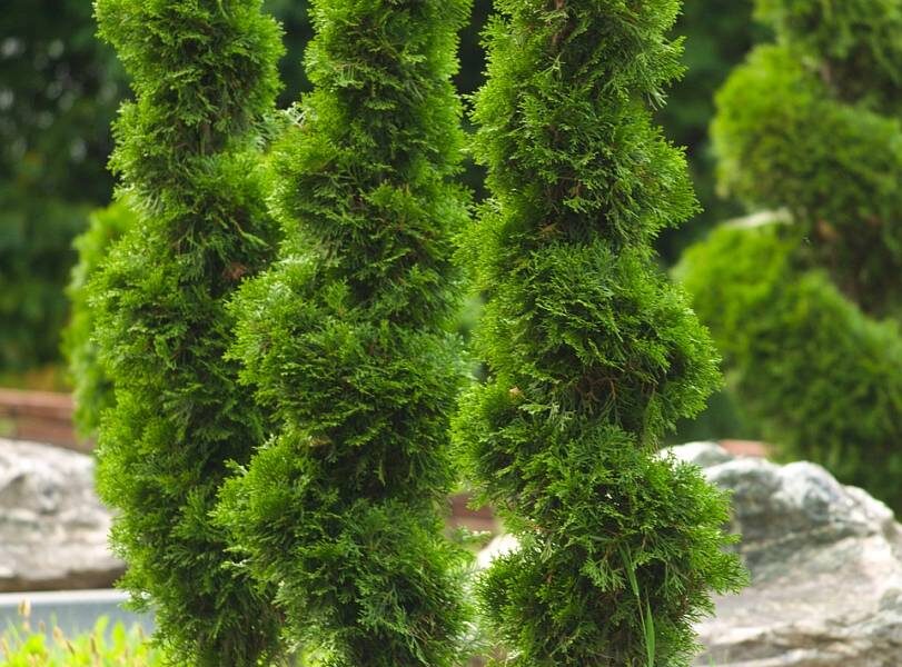 Iglaki o bardzo wąskim pokroju